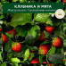 Шампунь Herbal Essences Белая клубника и Сладкая мята, для очищения и питания волос, 400 мл